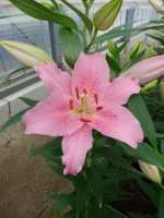 [5249 Homerus No02.JPG]